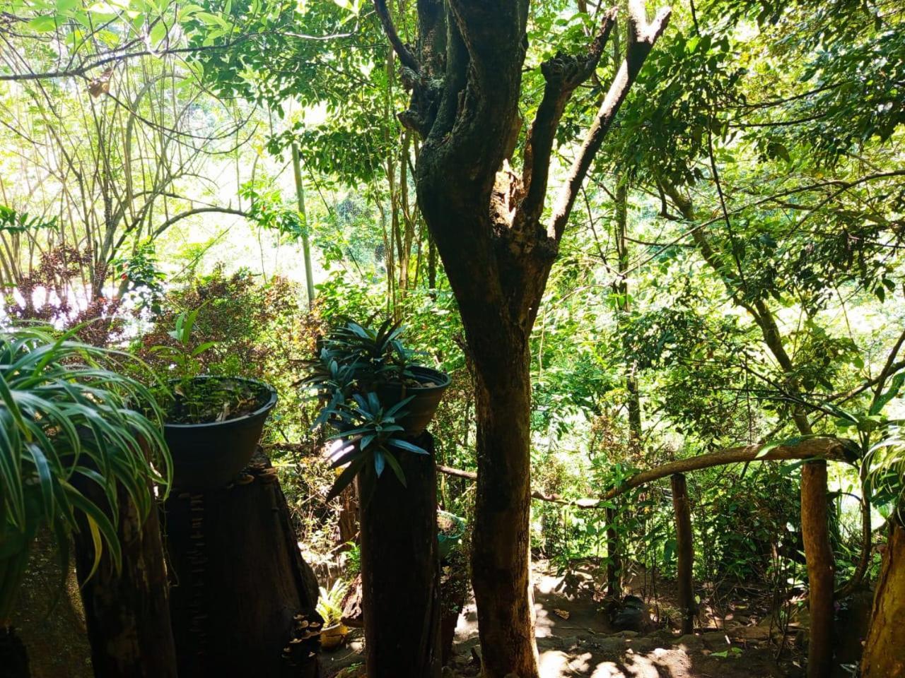 Jungle Face Inn Ella Exterior photo